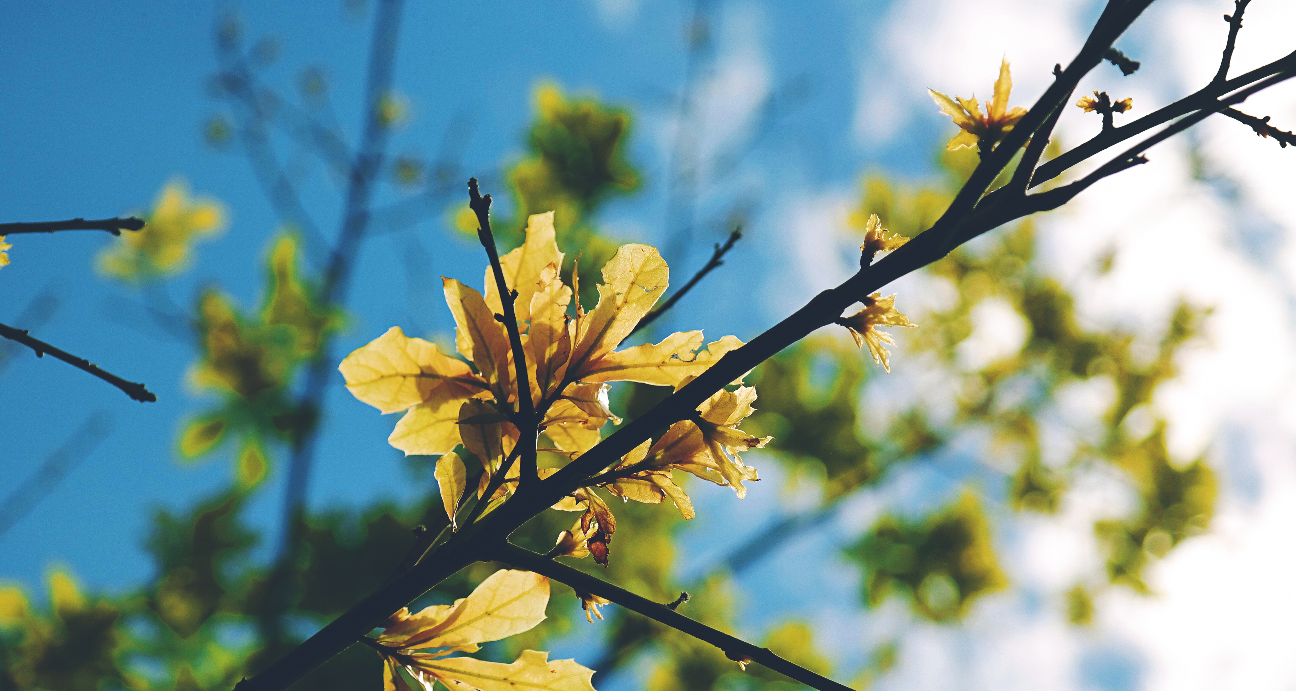 green-and-yellow leaf tree