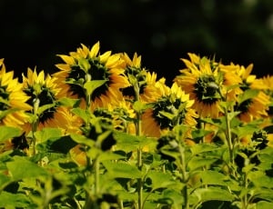 yellow sunflower field thumbnail