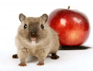 brown mice and red apple fruit thumbnail