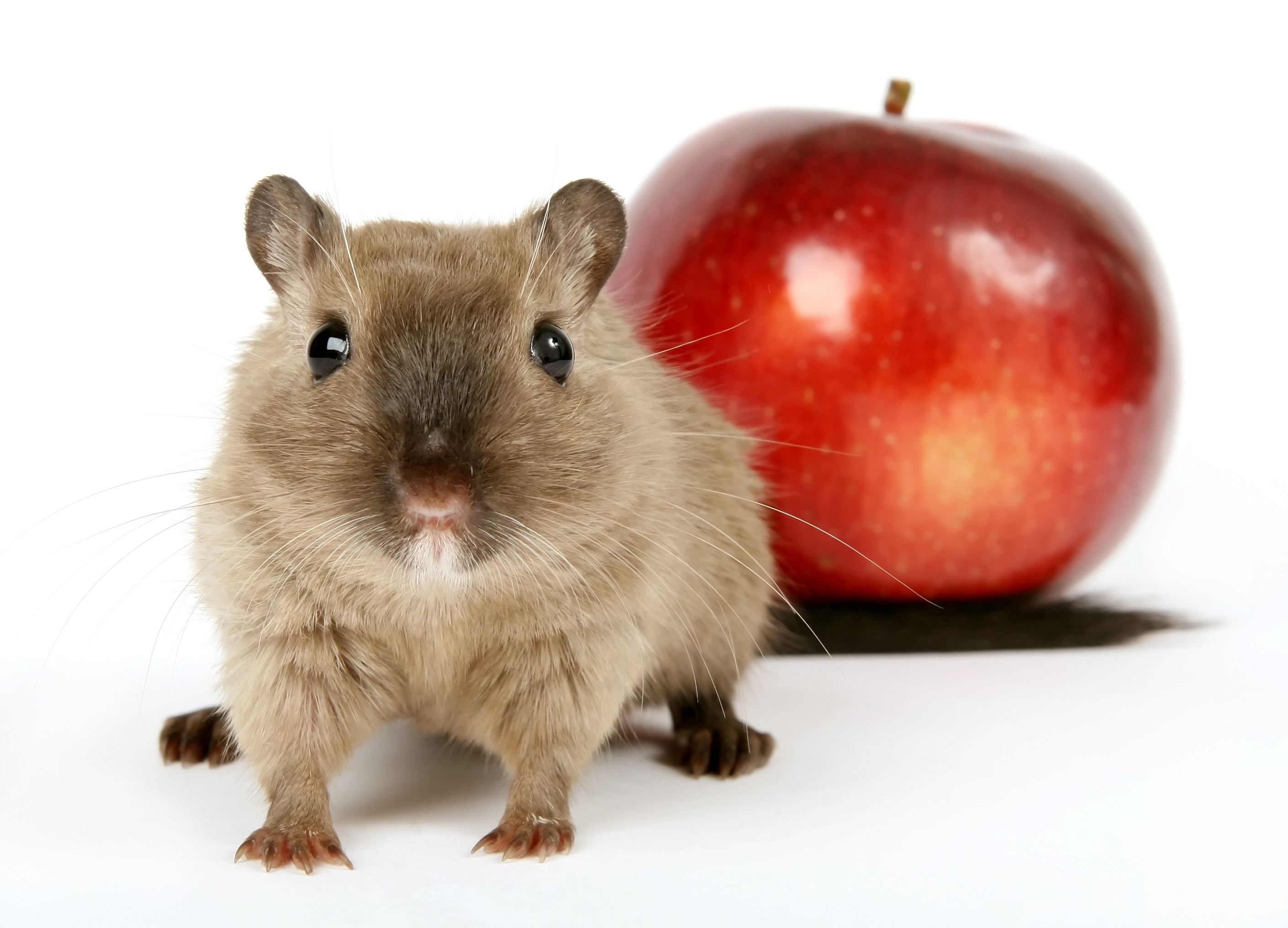 brown mice and red apple fruit