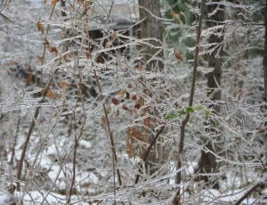 Ice, Trees, Winter, Snow, Park, cold temperature, winter thumbnail