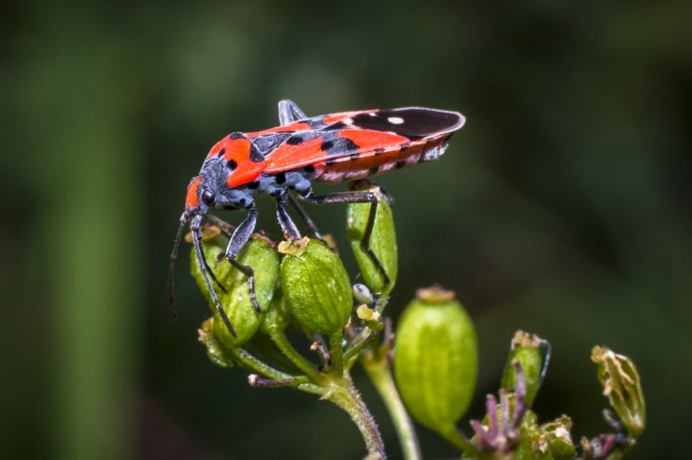 red and black milk weed bug preview