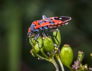 red and black milk weed bug thumbnail