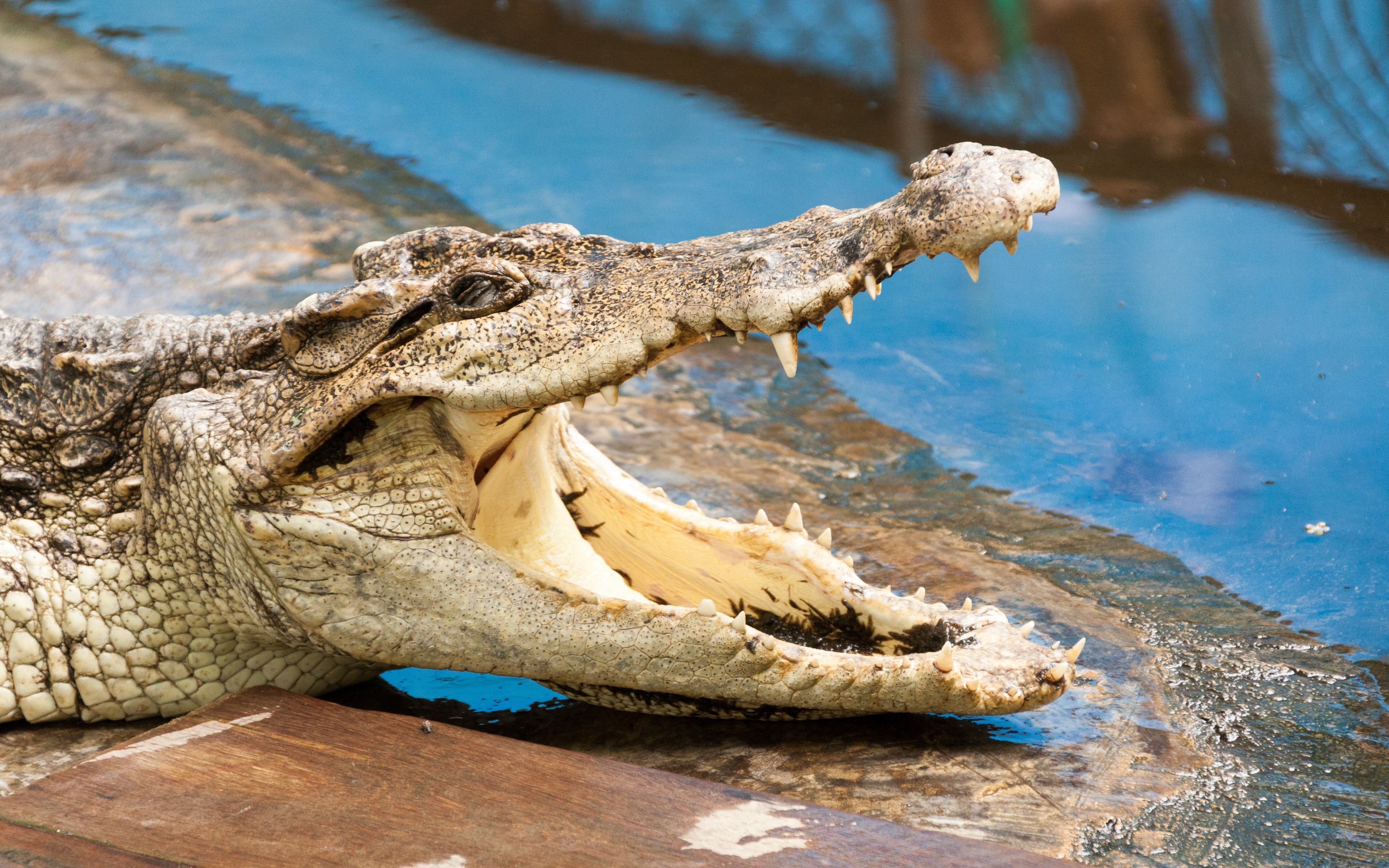 Нильский крокодил относится к пресмыкающимся. Австралийский узкорылый крокодил. Узкорылый крокодил Индия. Нильский крокодил. Гребнистый крокодил.