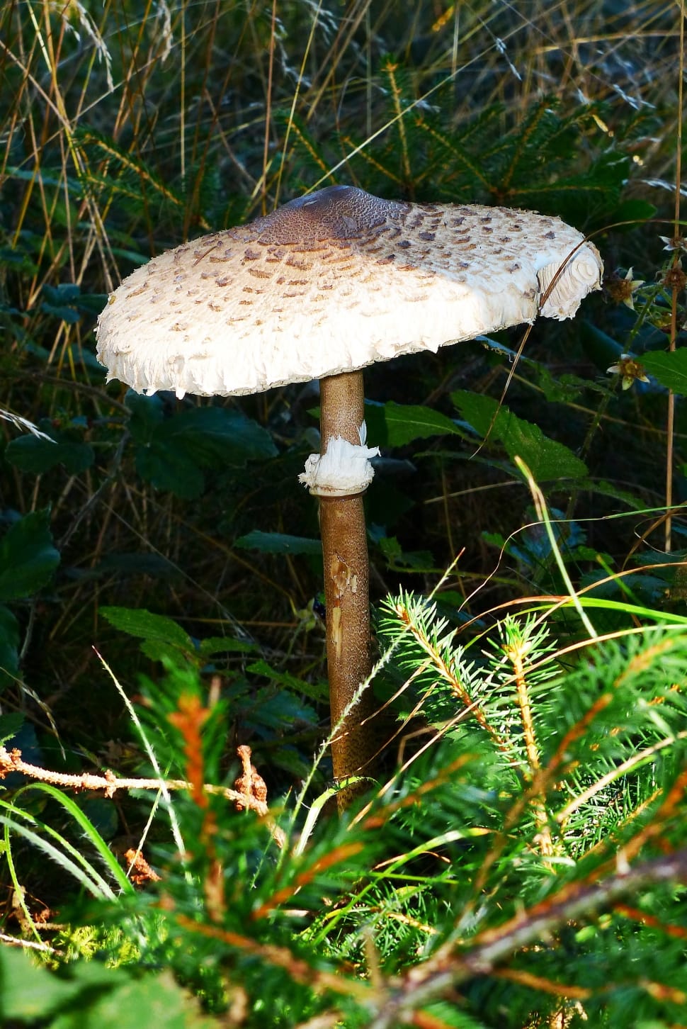 Mushroom, Giant Schirmling, Parasol, mushroom, fungus preview
