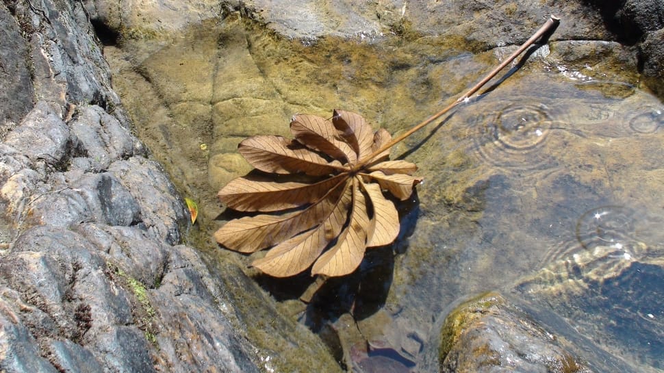 brown leaf on water during daytime preview