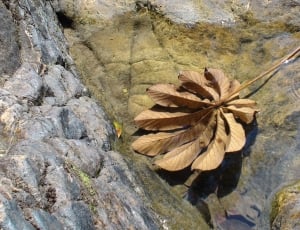 brown leaf on water during daytime thumbnail