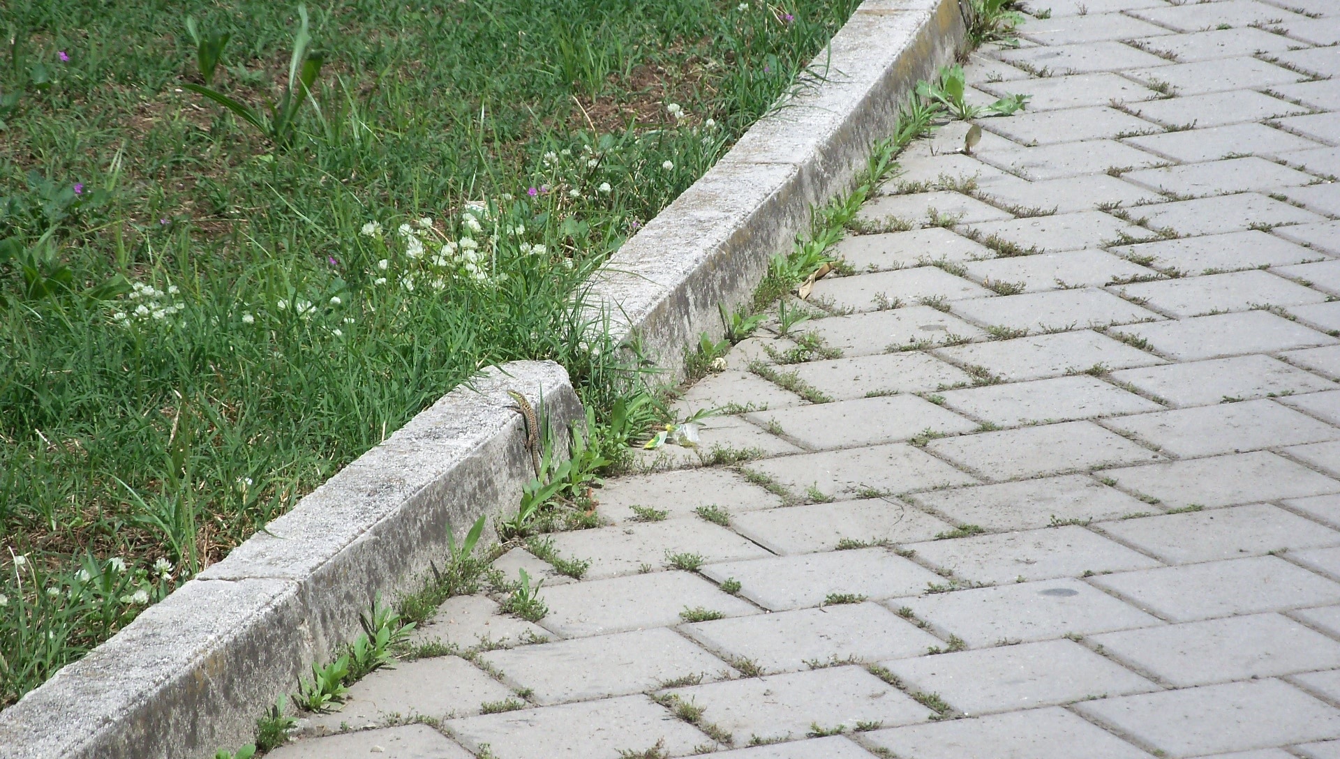 Stone, Patch, Grey, Walk, Pavement, grass, agriculture