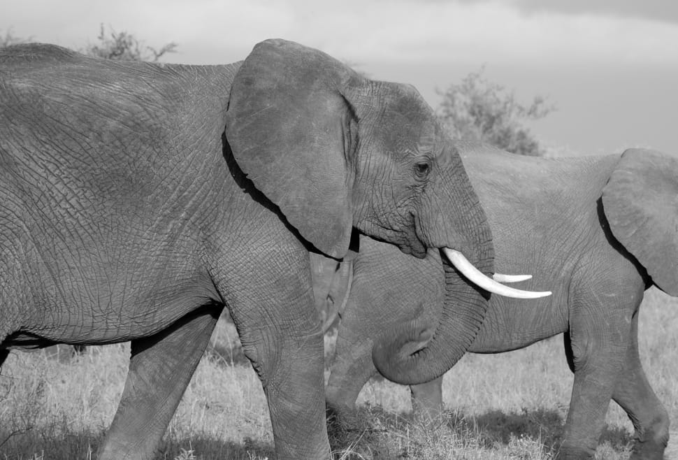 2 gray elephants preview