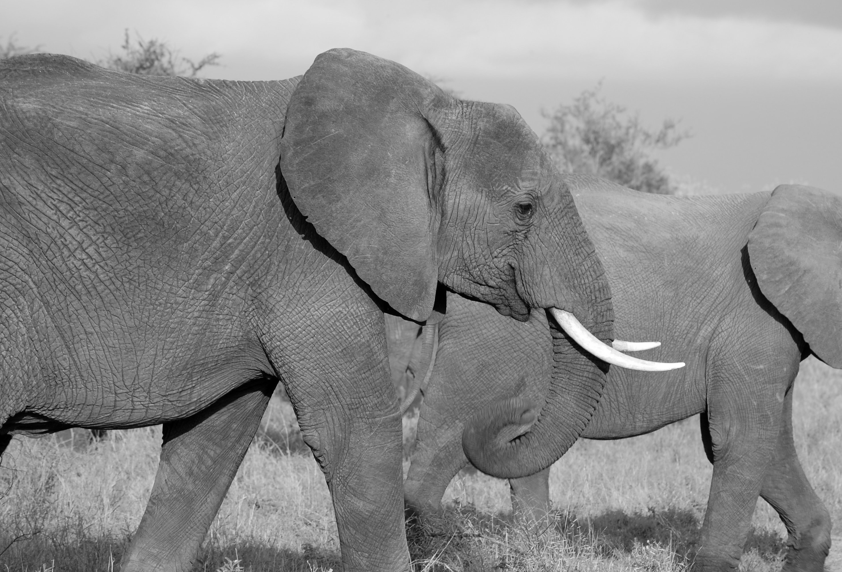 2 gray elephants