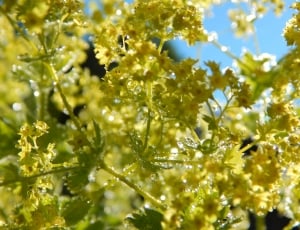 closeup photo of yellow petaled flower plant thumbnail