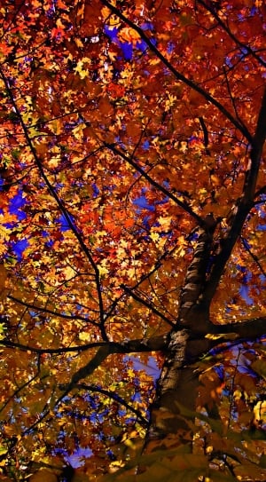 low angle photography of orange leaf tree thumbnail