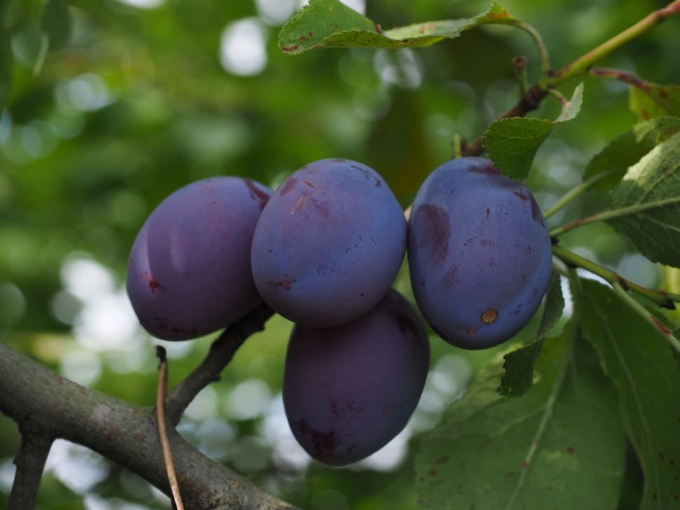 4 oval purple fruit on green leaves tree during day time preview