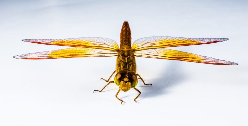 yellow dragonfly preview