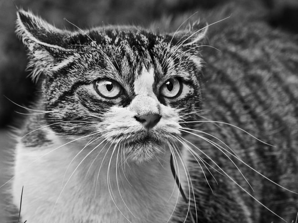Cat, Angry, Anger, Black And White, domestic cat, animal themes preview