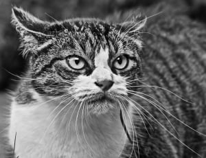 Cat, Angry, Anger, Black And White, domestic cat, animal themes thumbnail