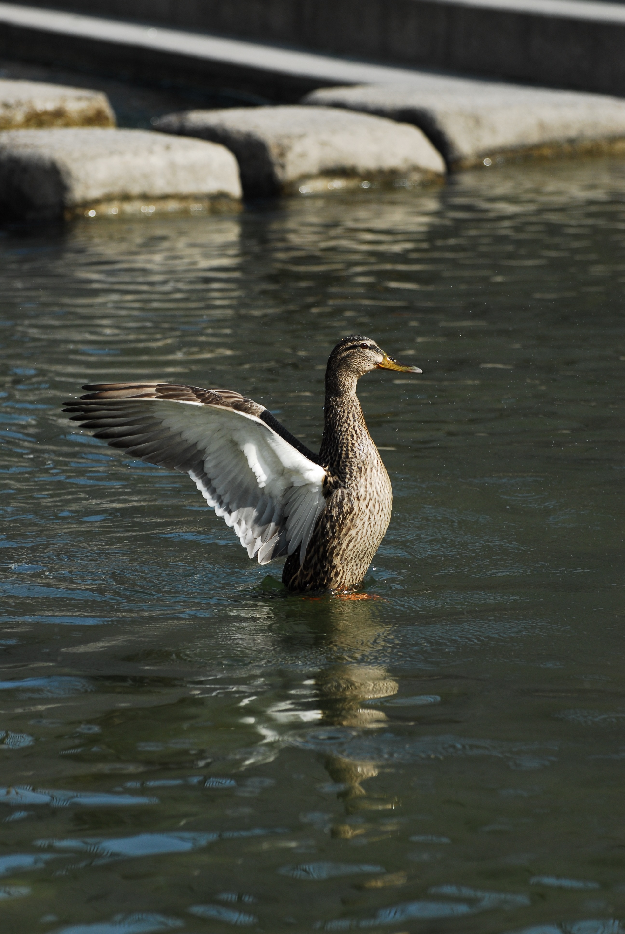 white gray brown and black duck