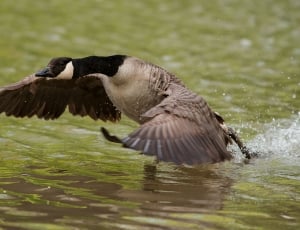 mallard duck on body of water thumbnail