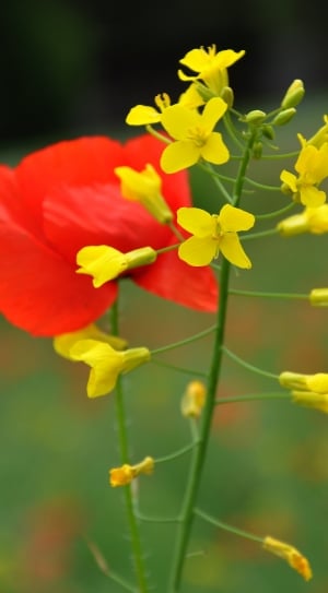 yellow and red petal flower in closeup photography thumbnail