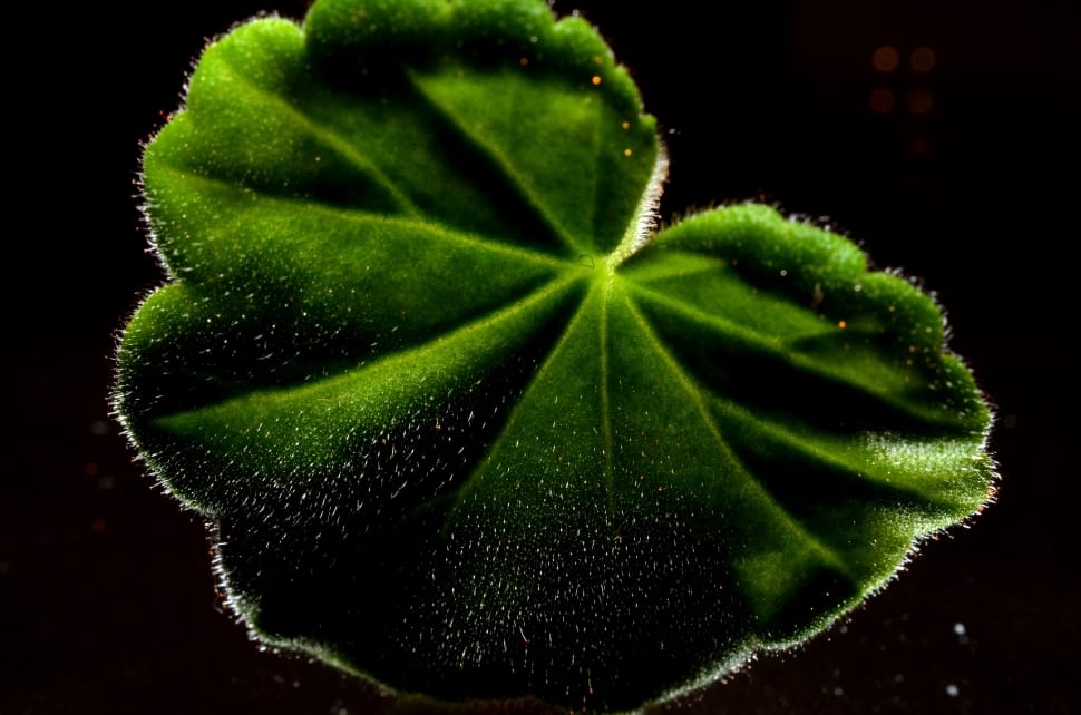 green leaf in close-up photography preview