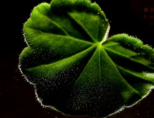 green leaf in close-up photography thumbnail
