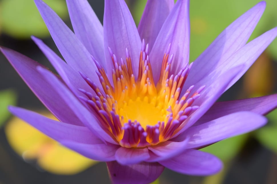 close up photo of purple multi petal flower preview