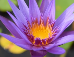 close up photo of purple multi petal flower thumbnail