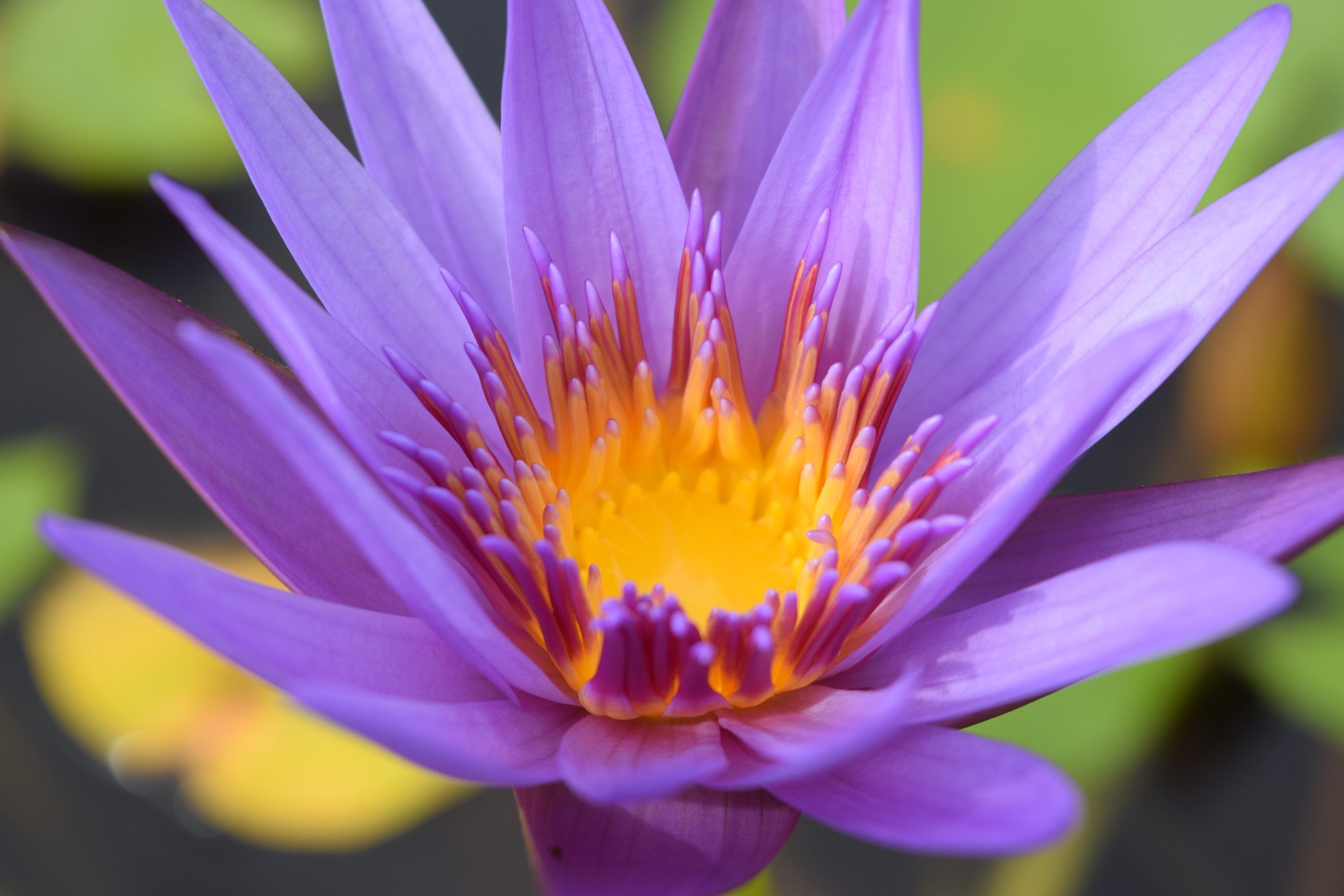 close up photo of purple multi petal flower