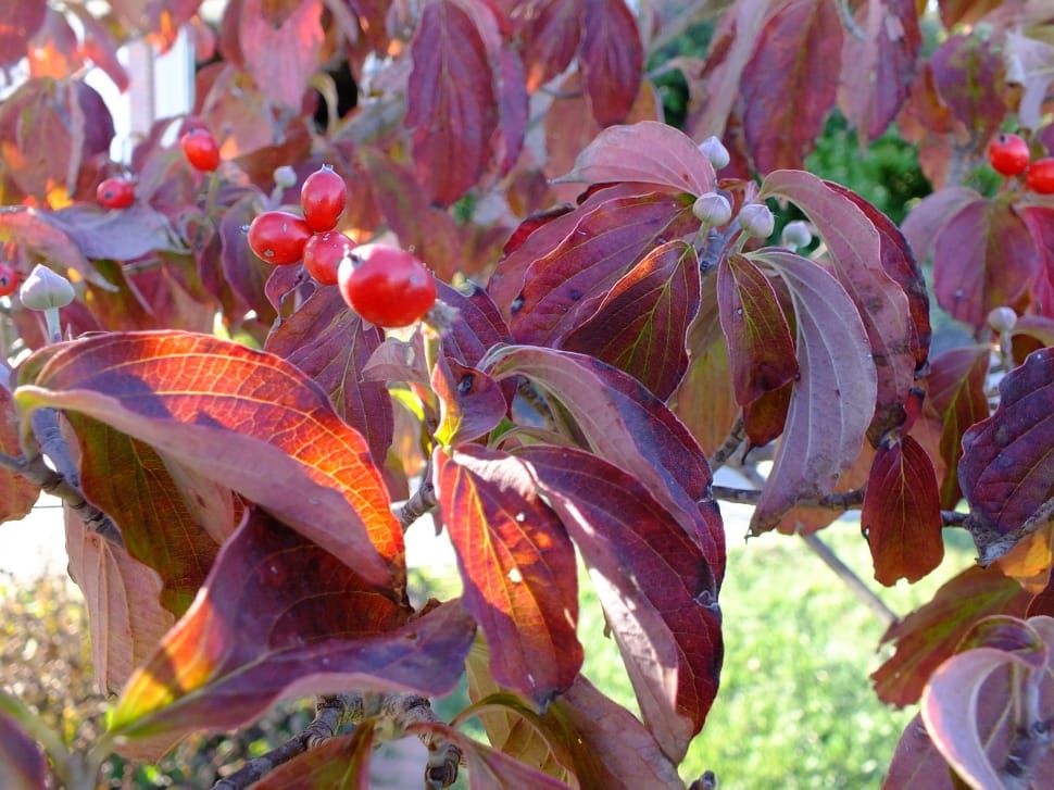 red leaf plant preview