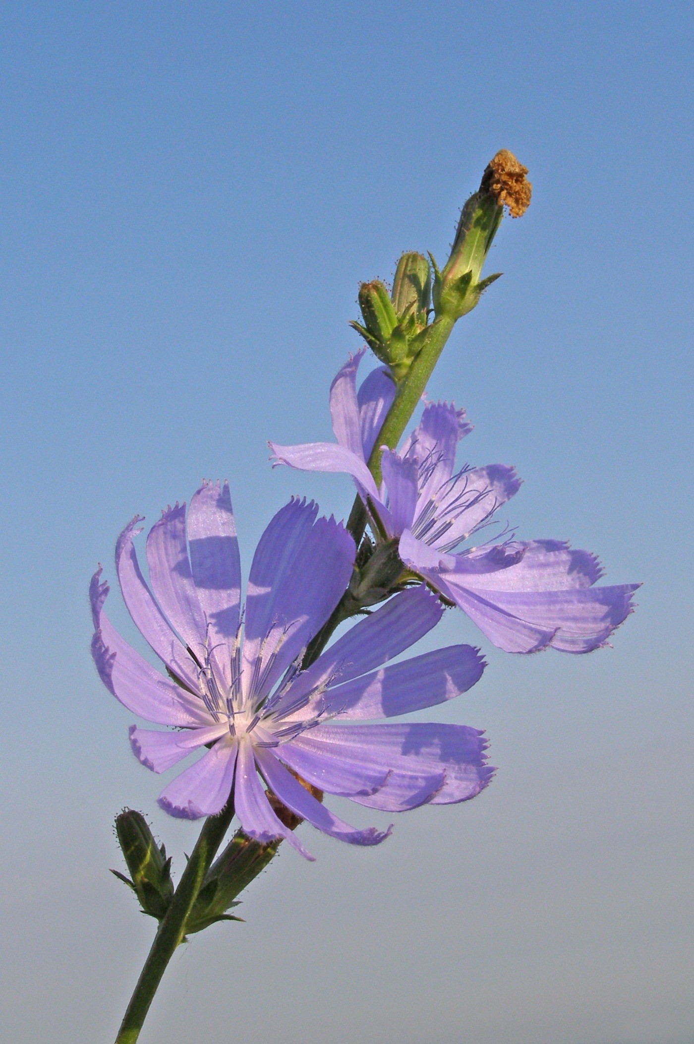 purple petal flower
