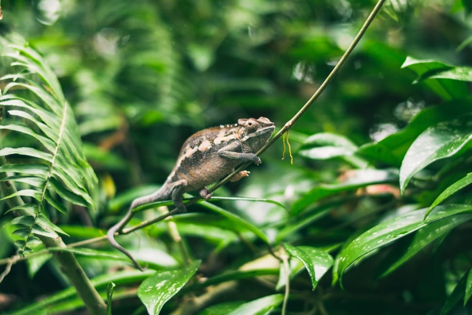 grey camelion preview