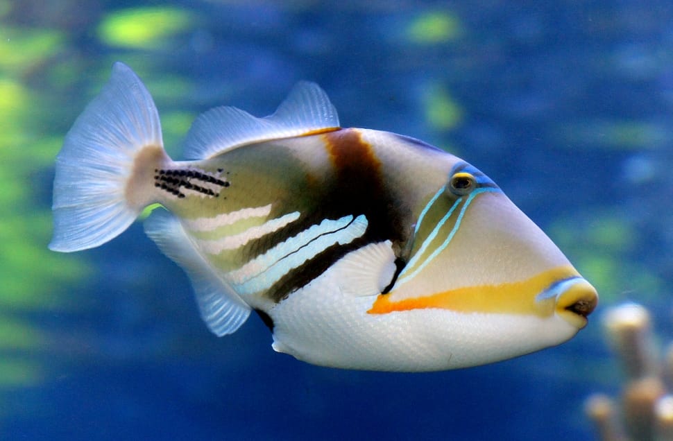 Reef trigger fish in blue water preview