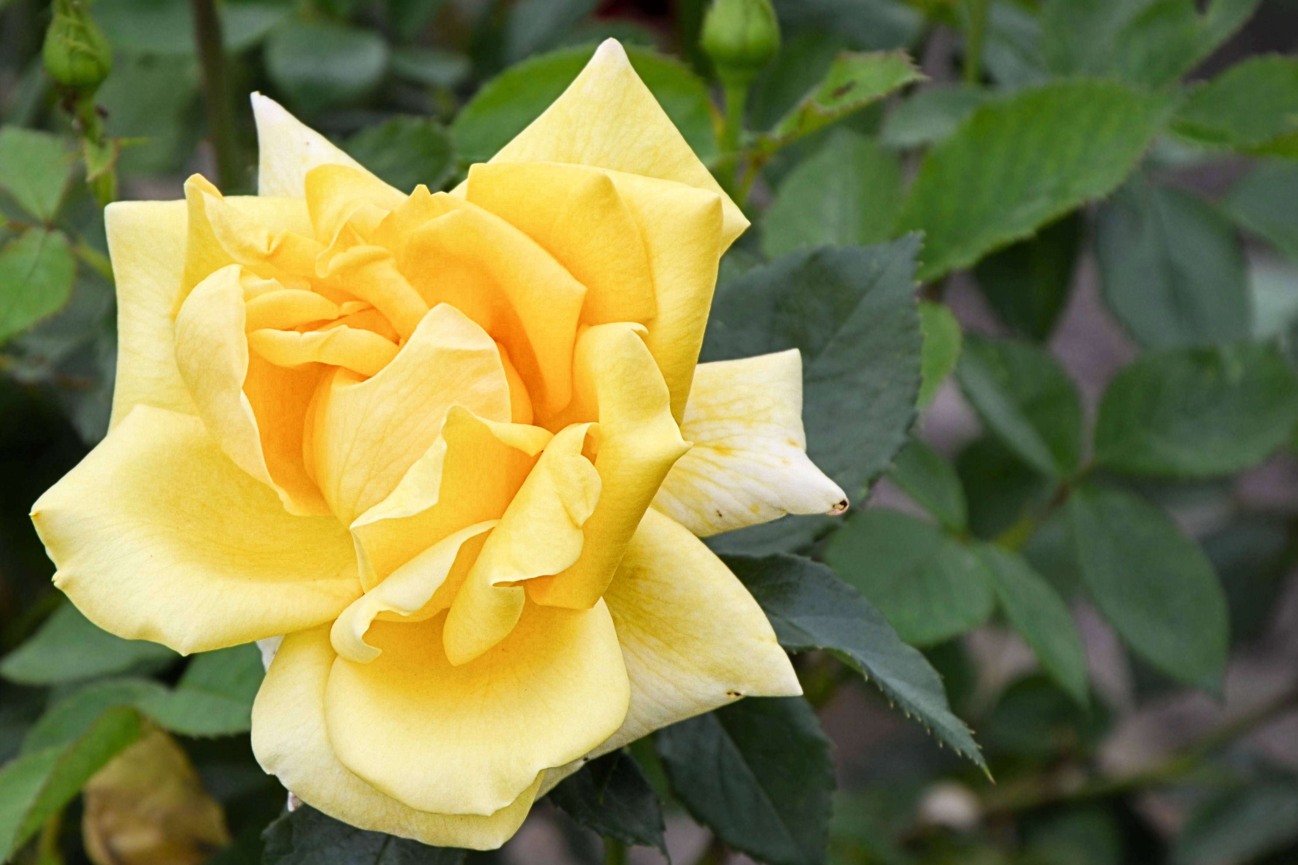 yellow petal flower