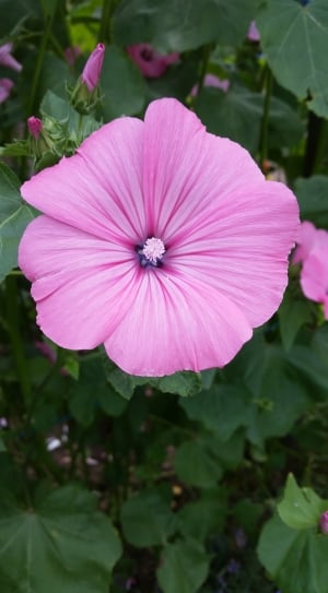 macro photoraphy of pink flower in bloom thumbnail