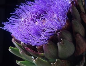 Artichoke, Blossom, Bloom, Purple, Bloom, purple, flower thumbnail