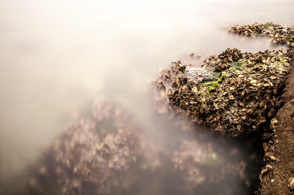 Mussels, Long Exposure, Rock, Stone, no people, nature preview