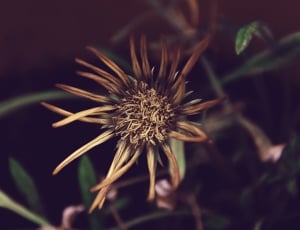 dried sunflower thumbnail