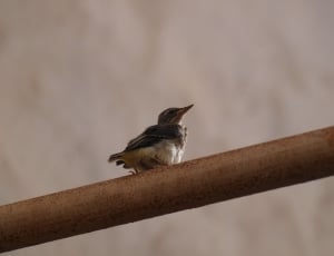 brown and white small bird thumbnail