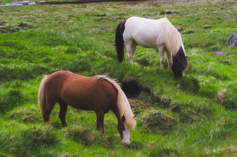 two brown and white  horse eating grass during daytime preview