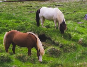 two brown and white  horse eating grass during daytime thumbnail