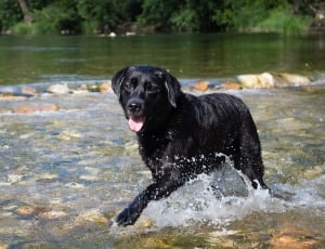 black coat dog on waters thumbnail