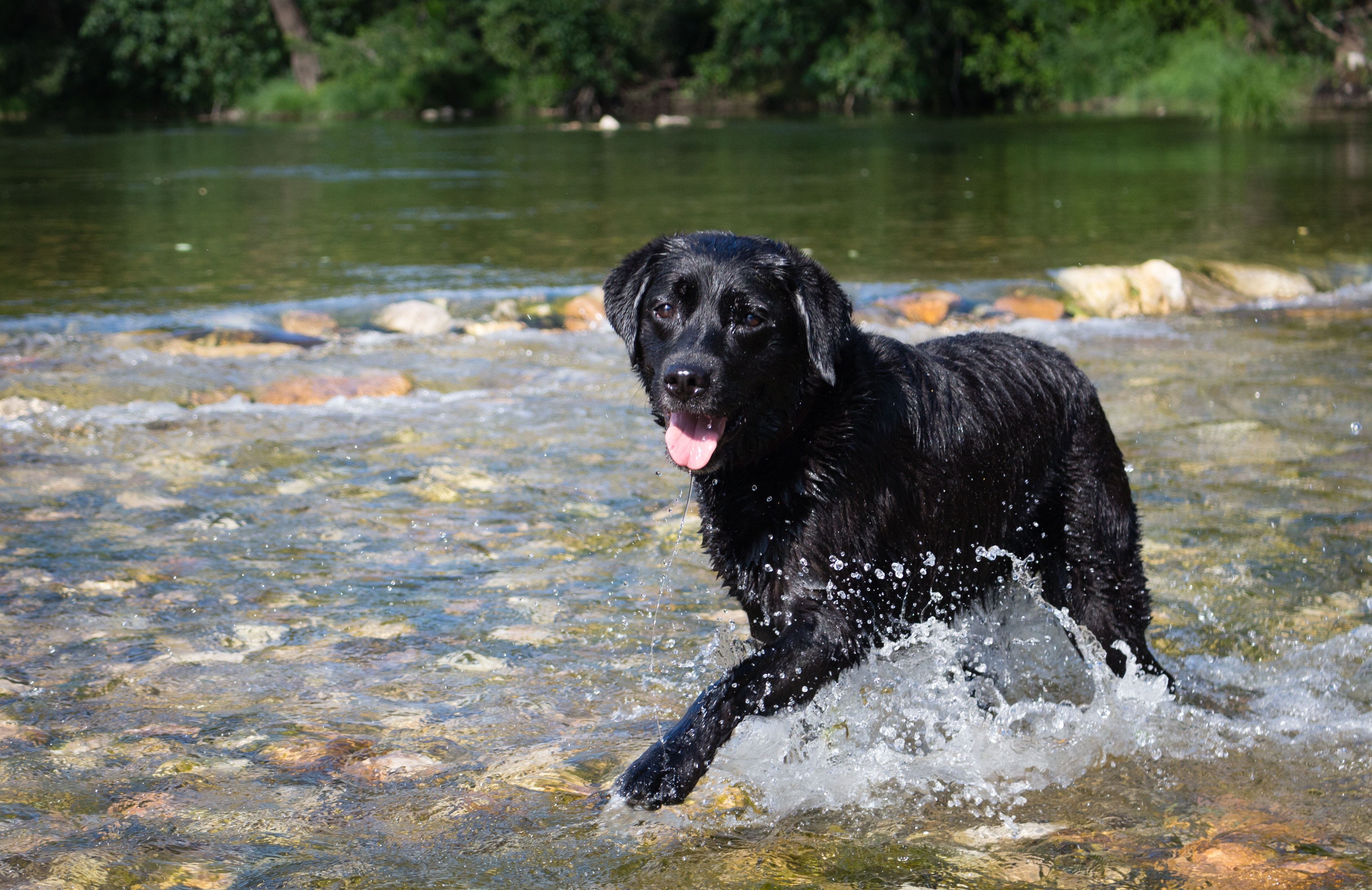 black coat dog on waters