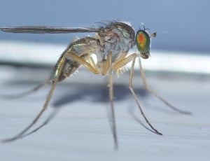 gray mosquito thumbnail