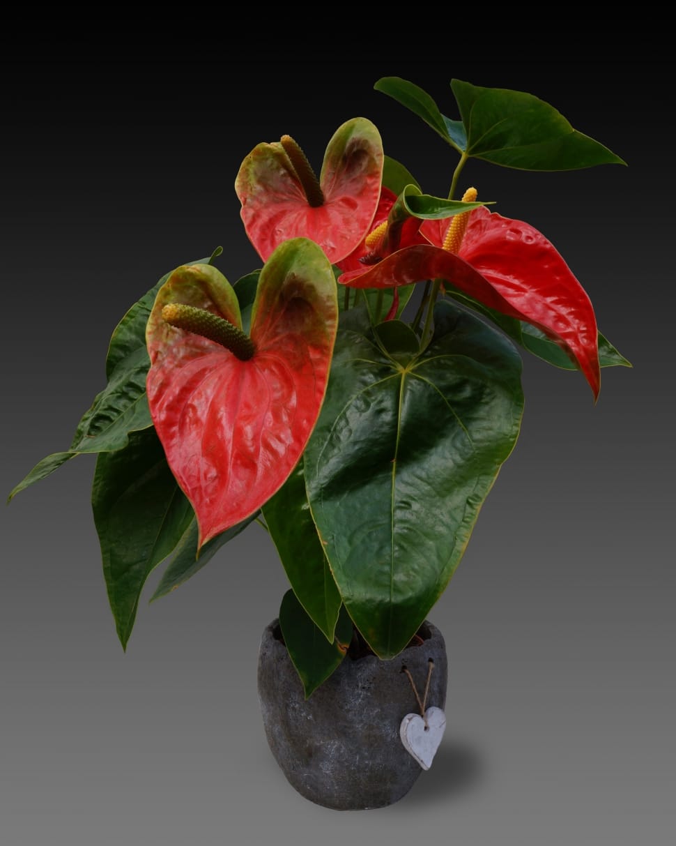 red flamingo flower preview