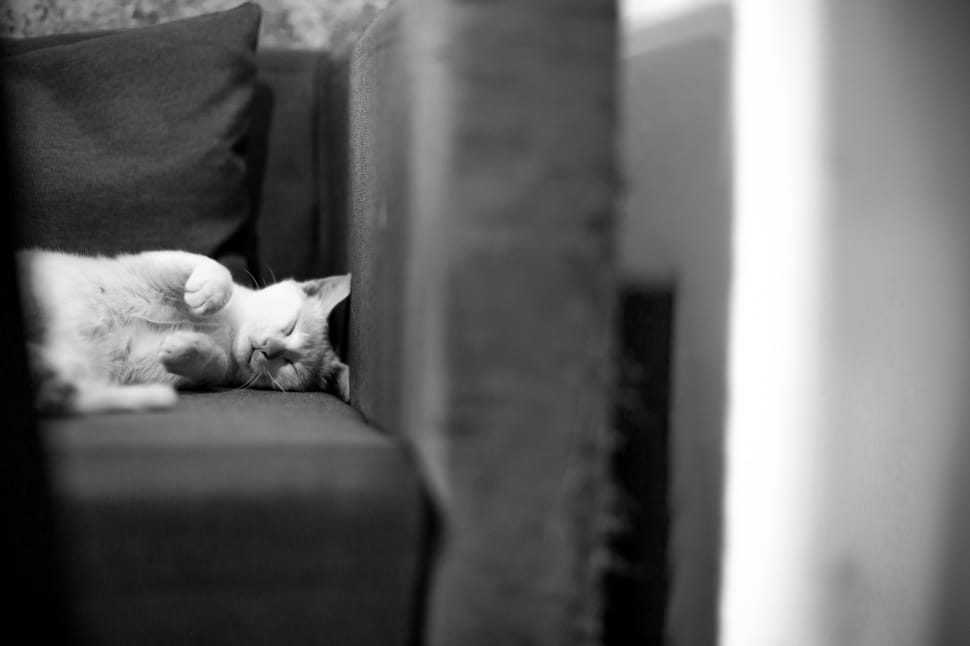 couch, sofa, cat, sleeping, one animal, pets preview
