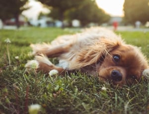 tan long coated chihuahua lying on green grass field with dandelion flower during daytime photo thumbnail