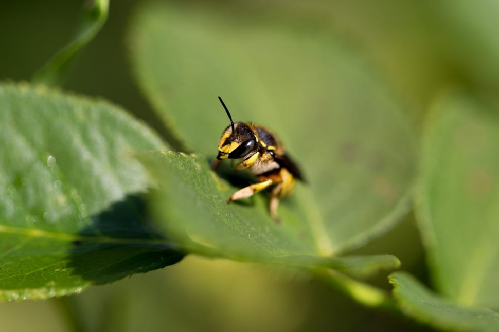 black and yellow bee and green leaf plant preview