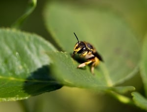 black and yellow bee and green leaf plant thumbnail