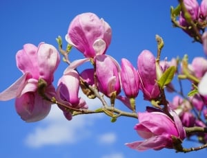 Blossom, Magnolia, Magnolia Blossom, flower, pink color thumbnail