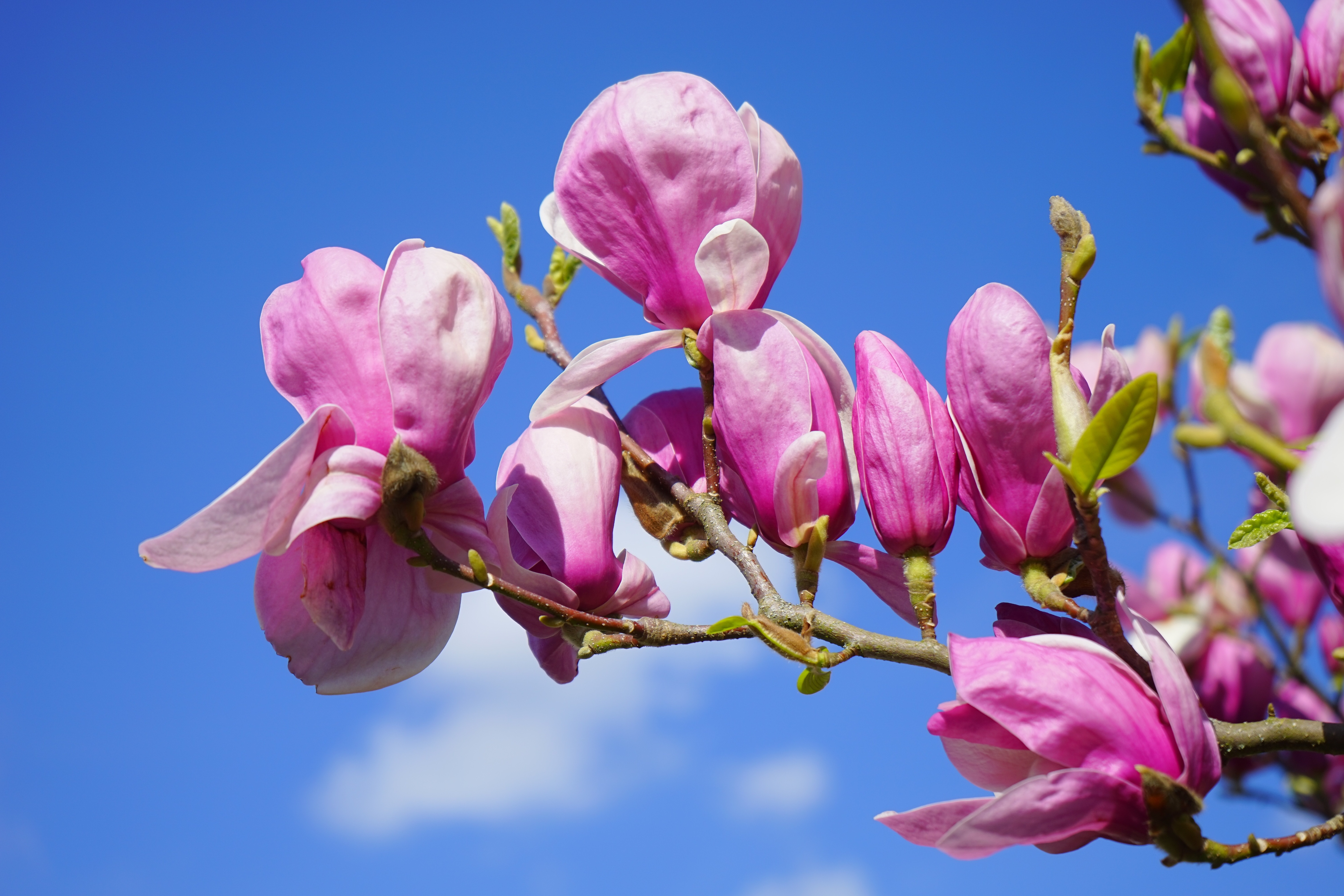 Blossom, Magnolia, Magnolia Blossom, flower, pink color